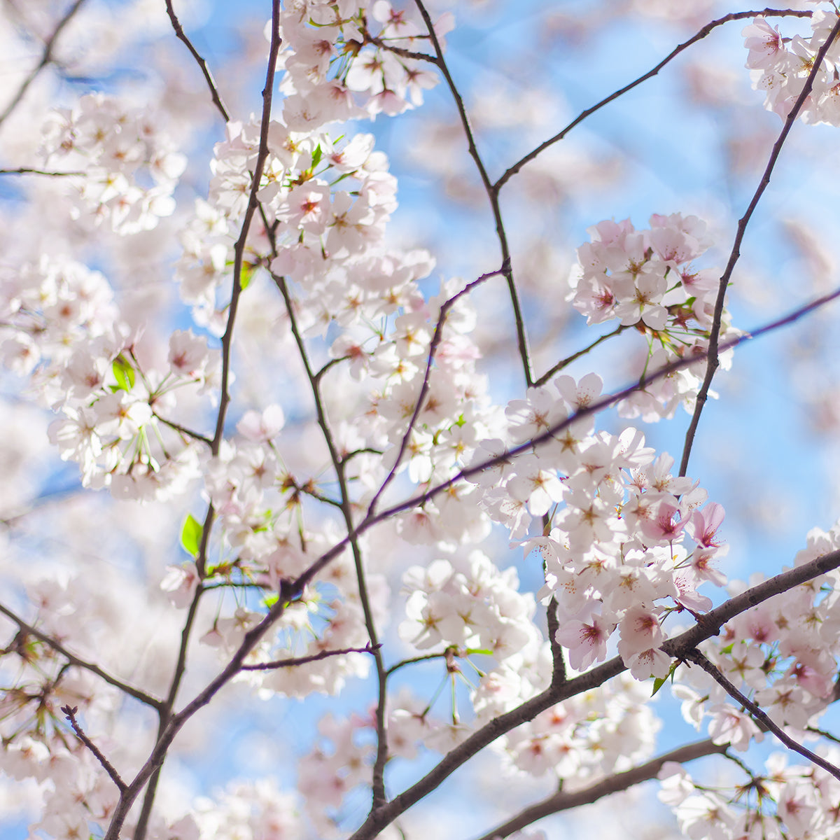 Pastel Season