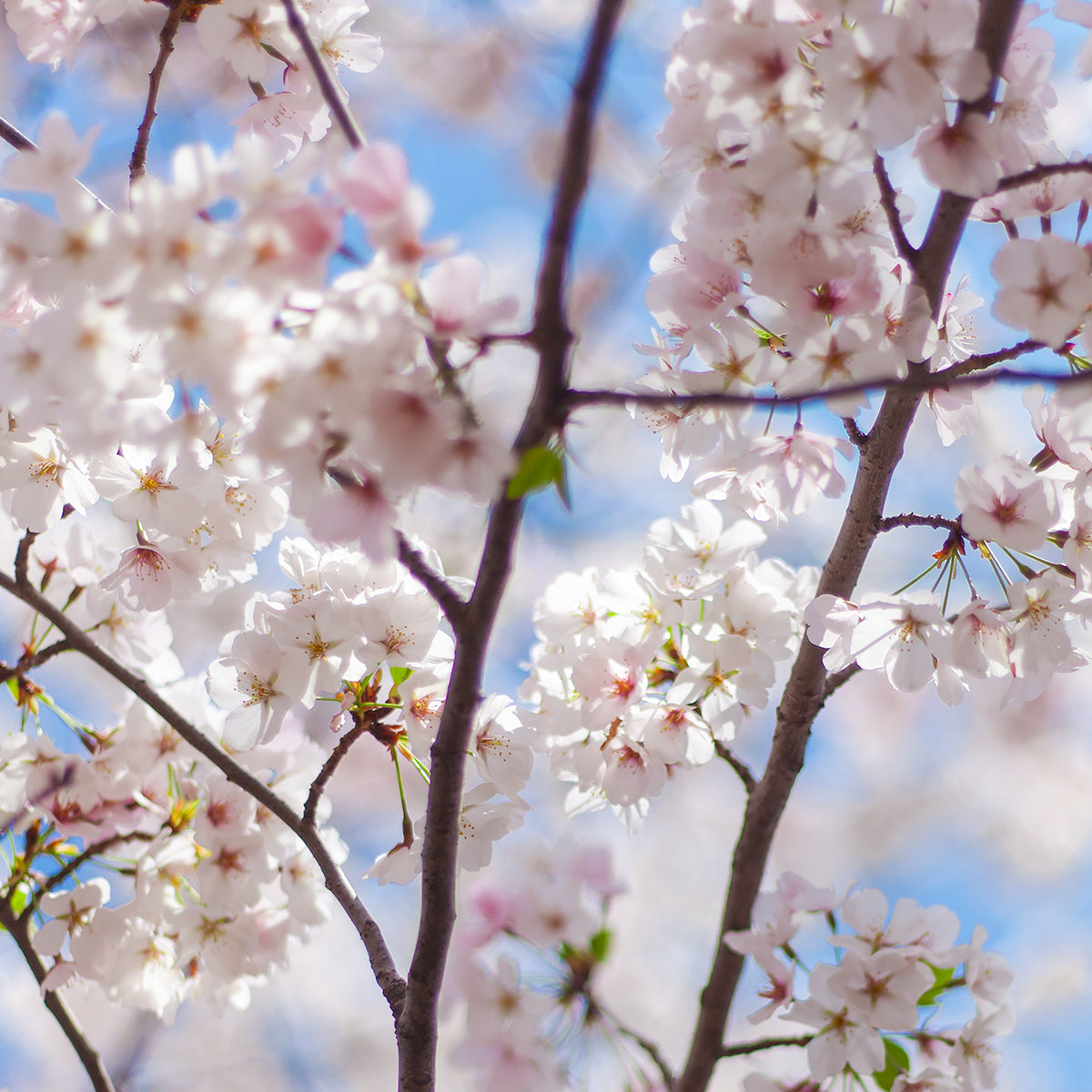 Under the Sakura Tree
