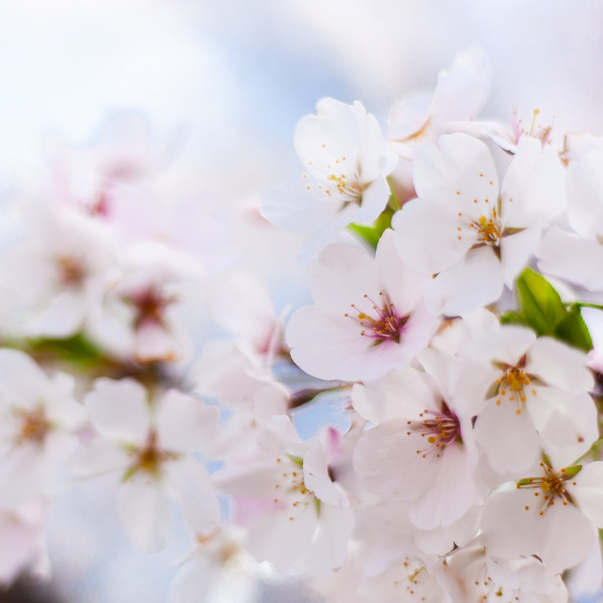 Pastel Sakura Blooms