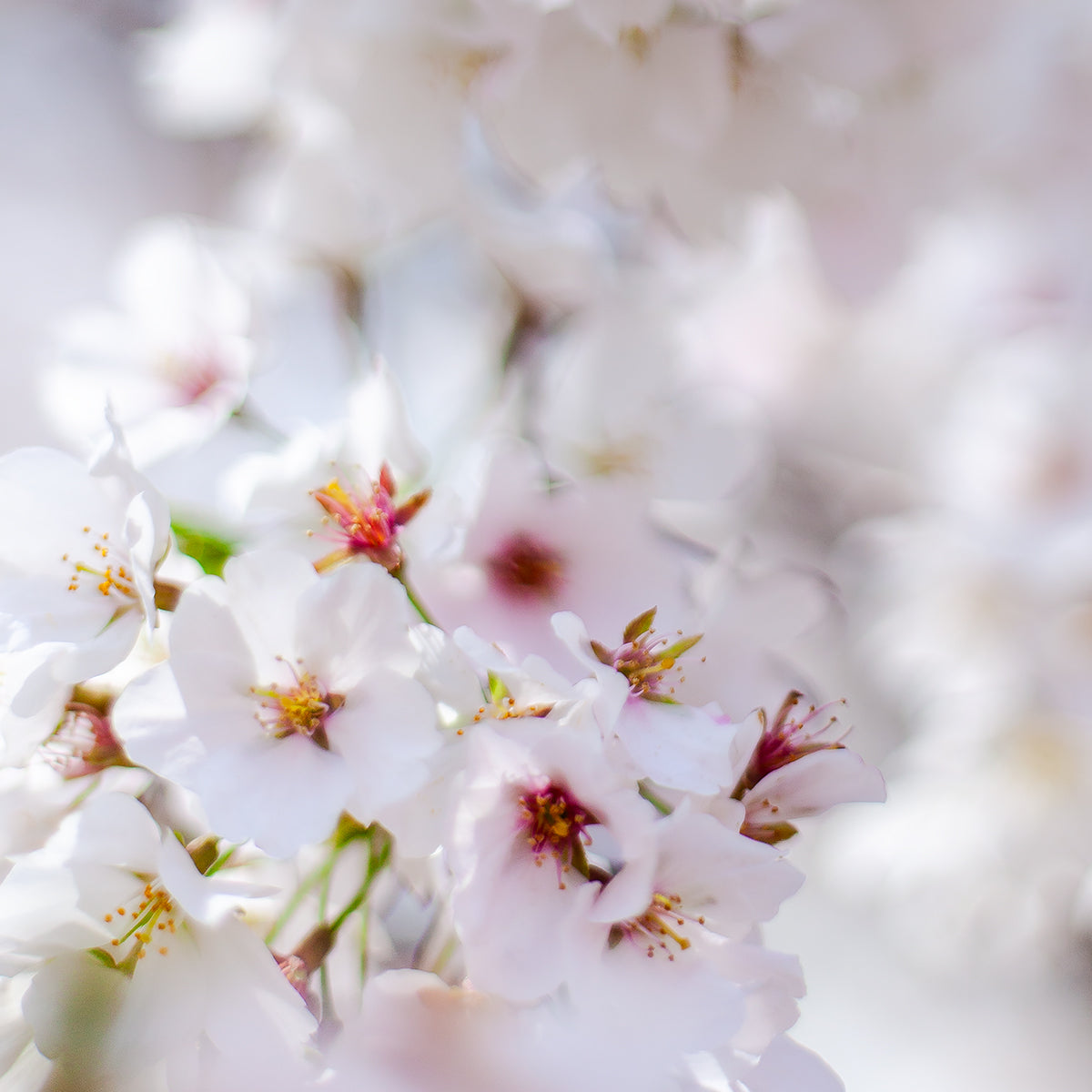 Surrounded By Sakura