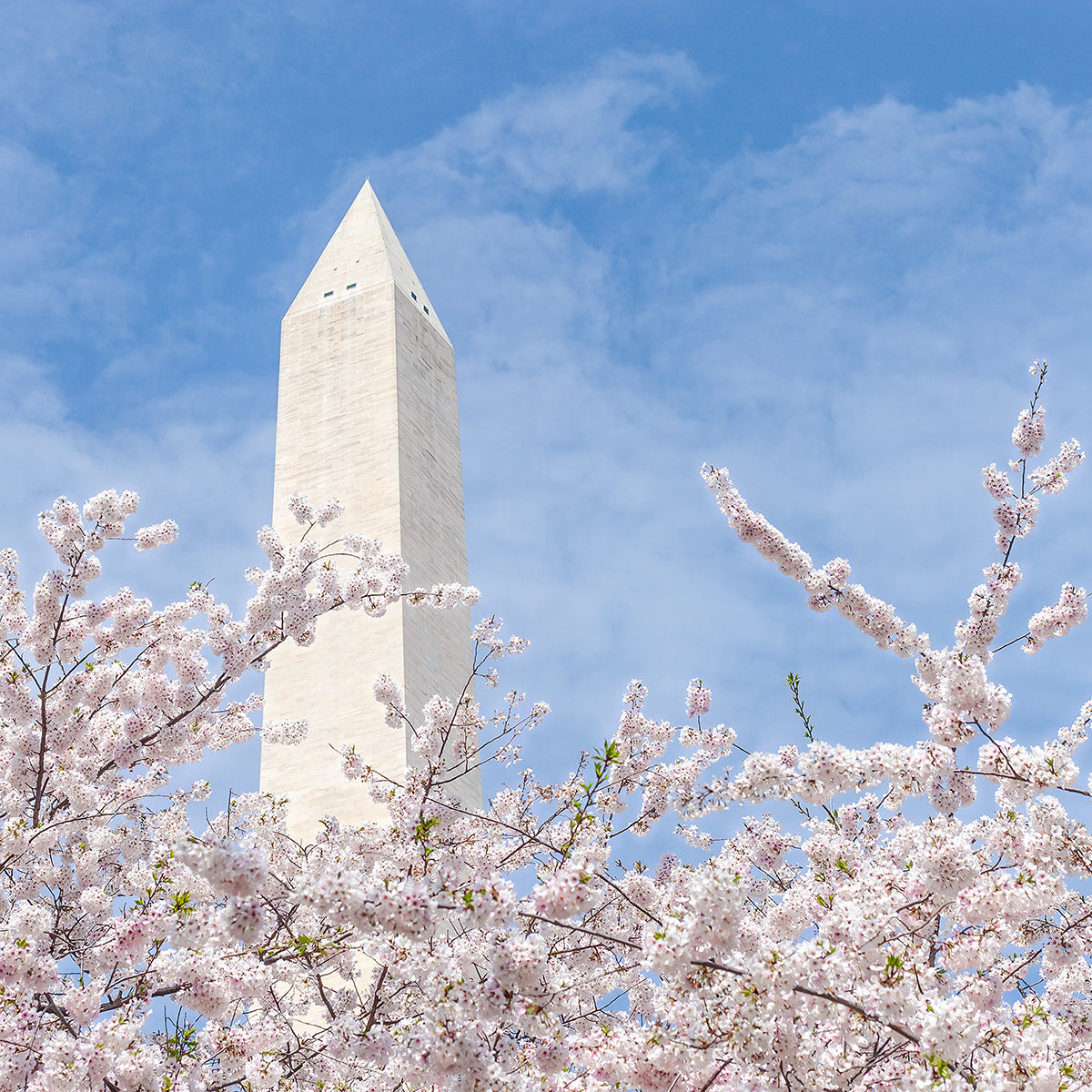 Cherry Blossoms at the Washington Monument