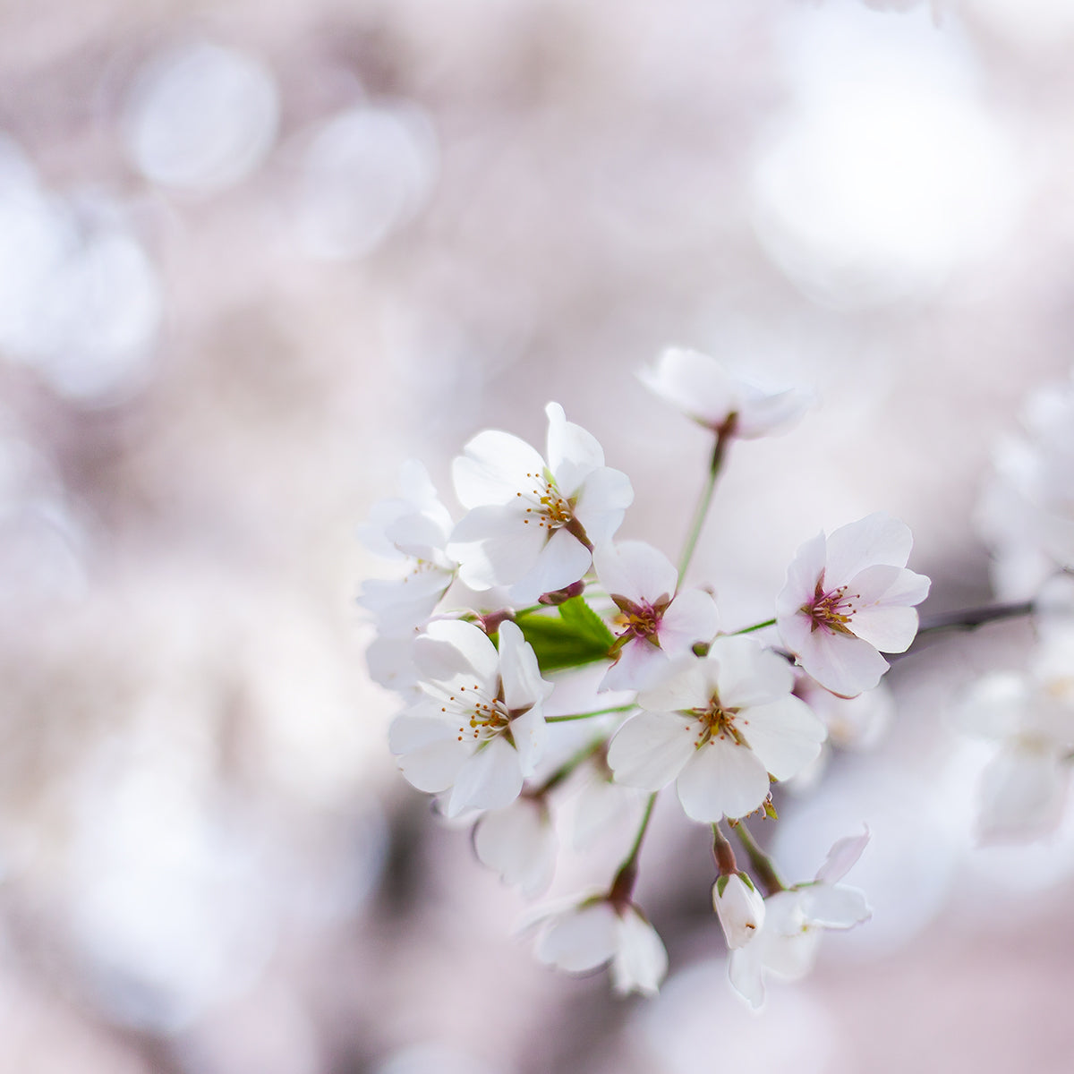Welcome Spring