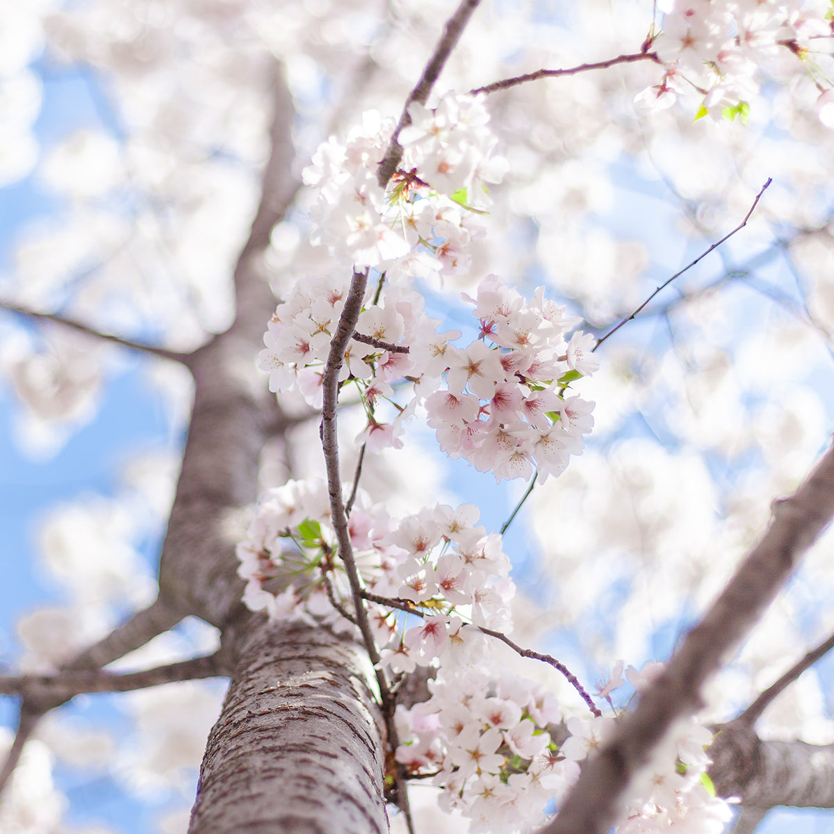 Under the Sakura's Grace