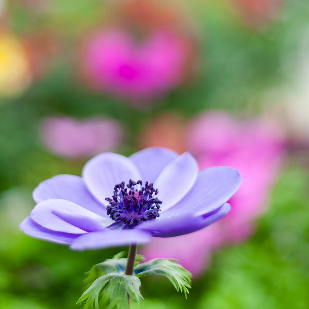 Anemone Affection