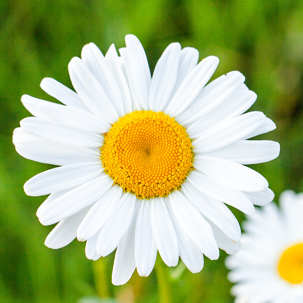 Hello Daisy