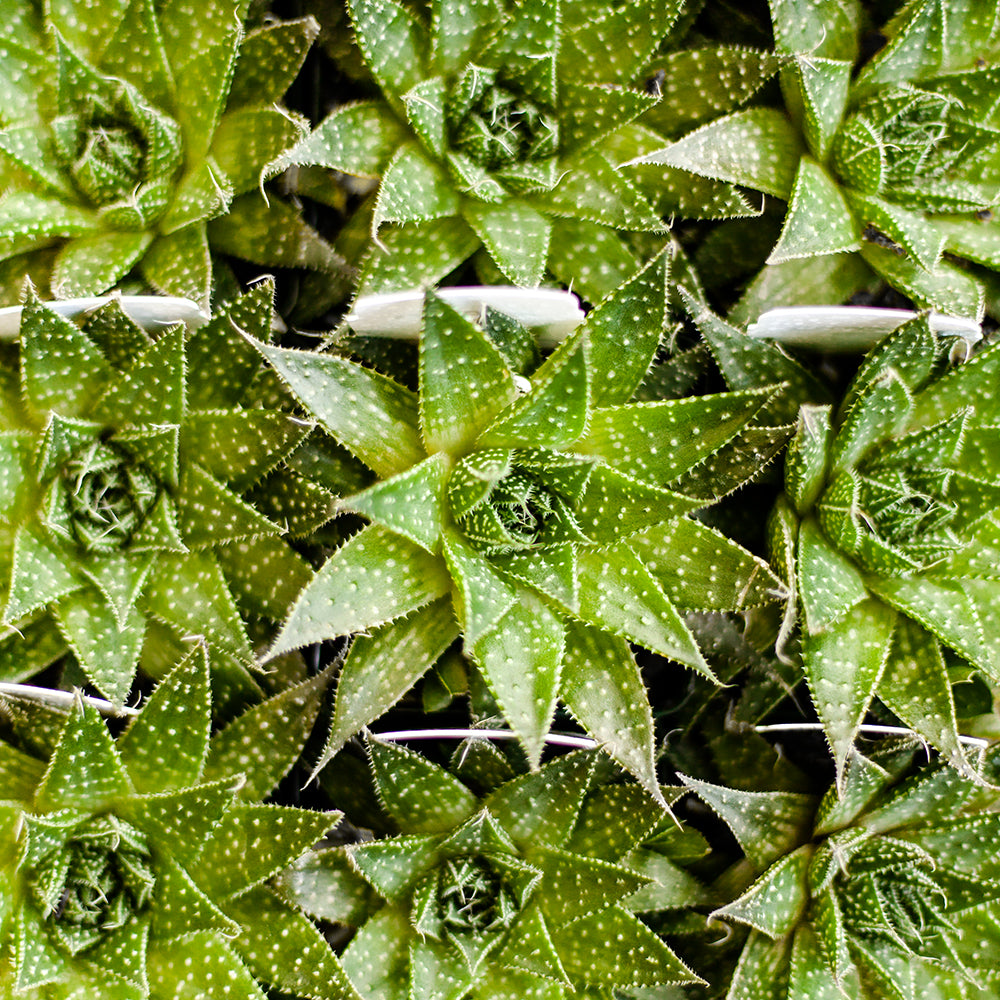 Lace Aloe Market