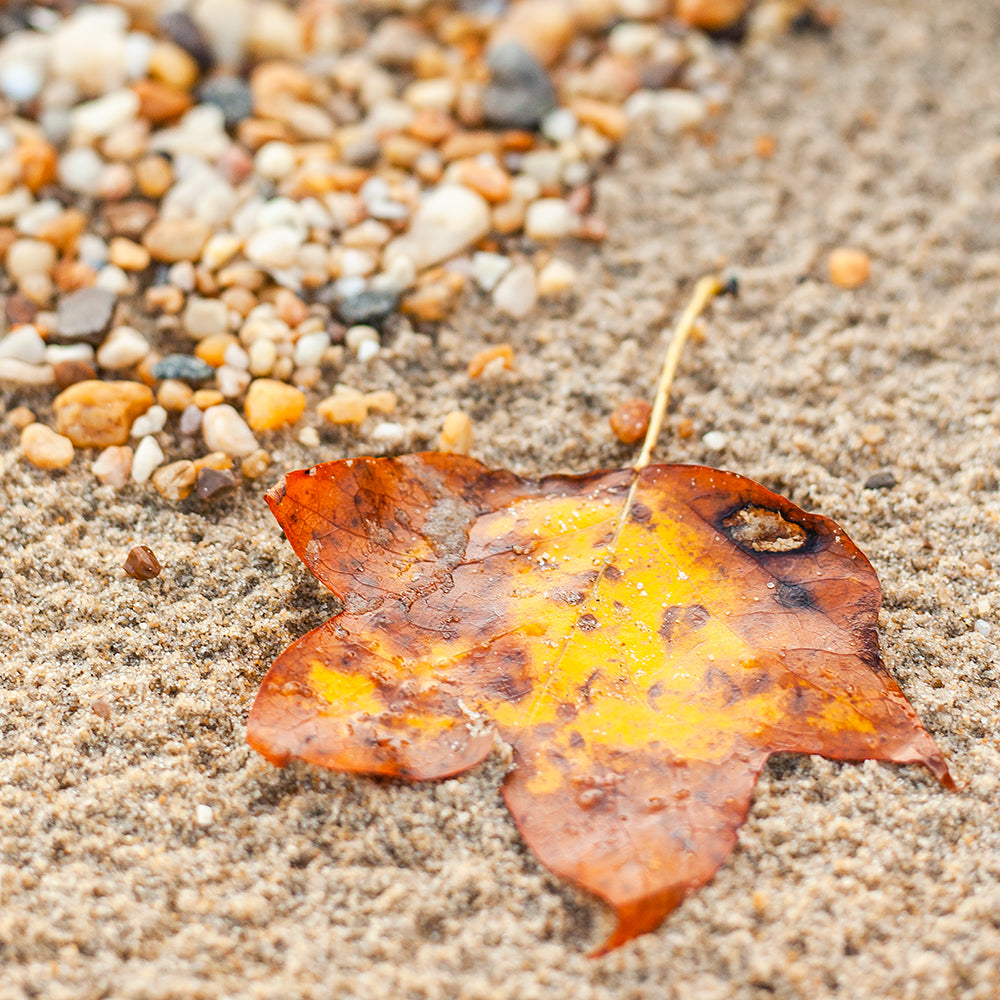 Leaf on a Beach