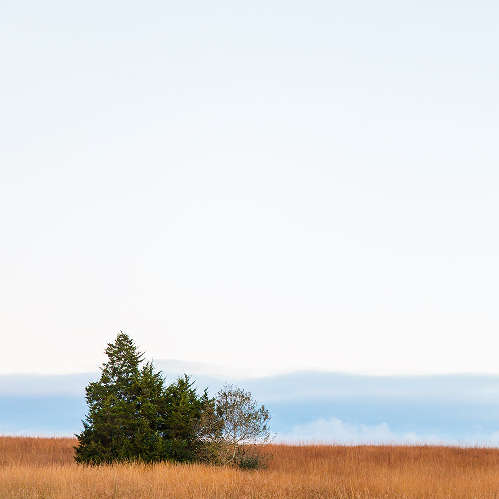 Little Trees