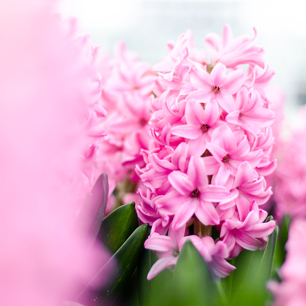 Pink Hyacinth