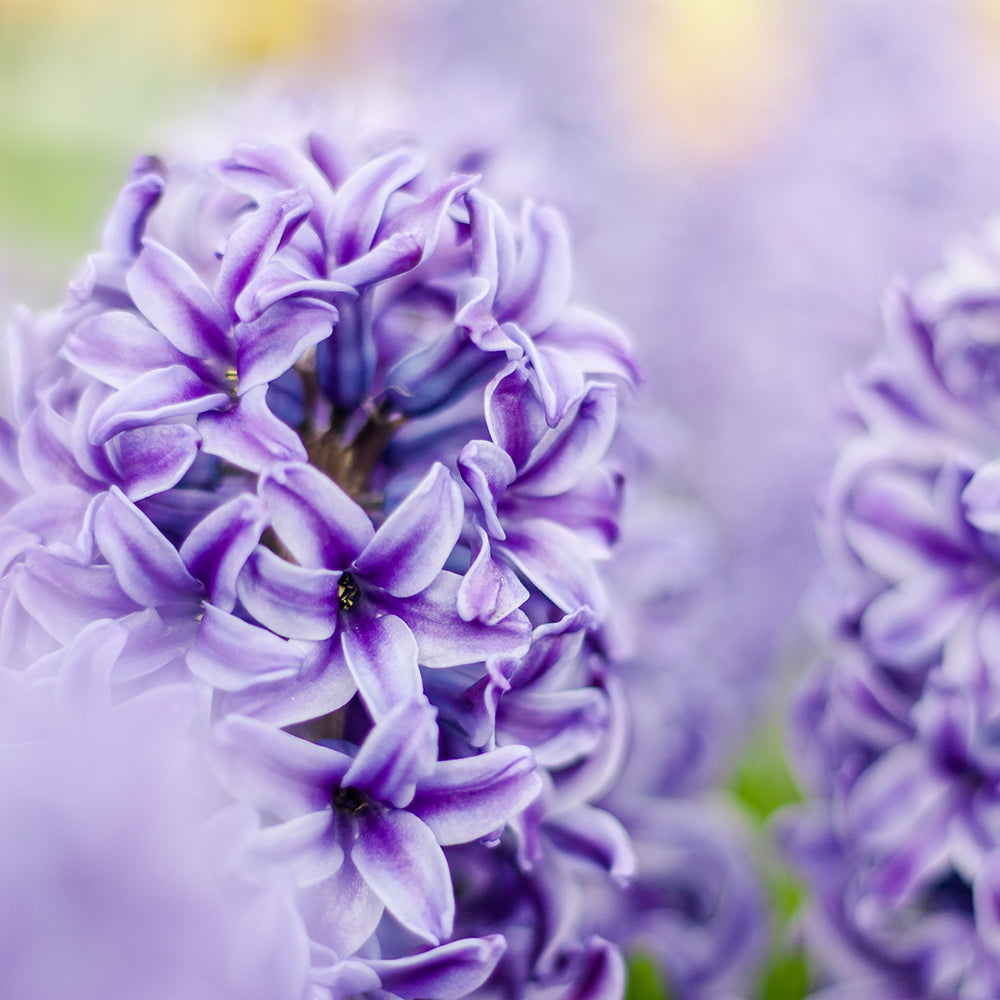 Purple Hyacinth