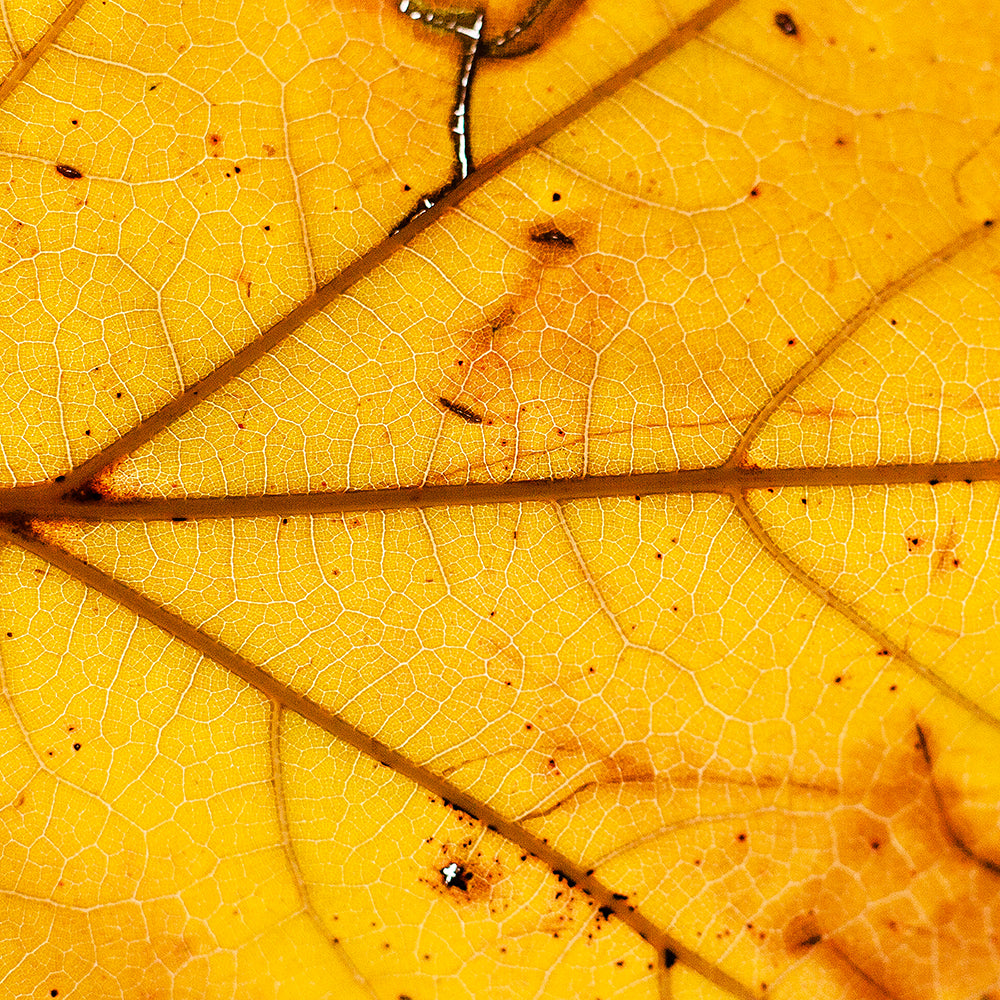 Yellow Leaf