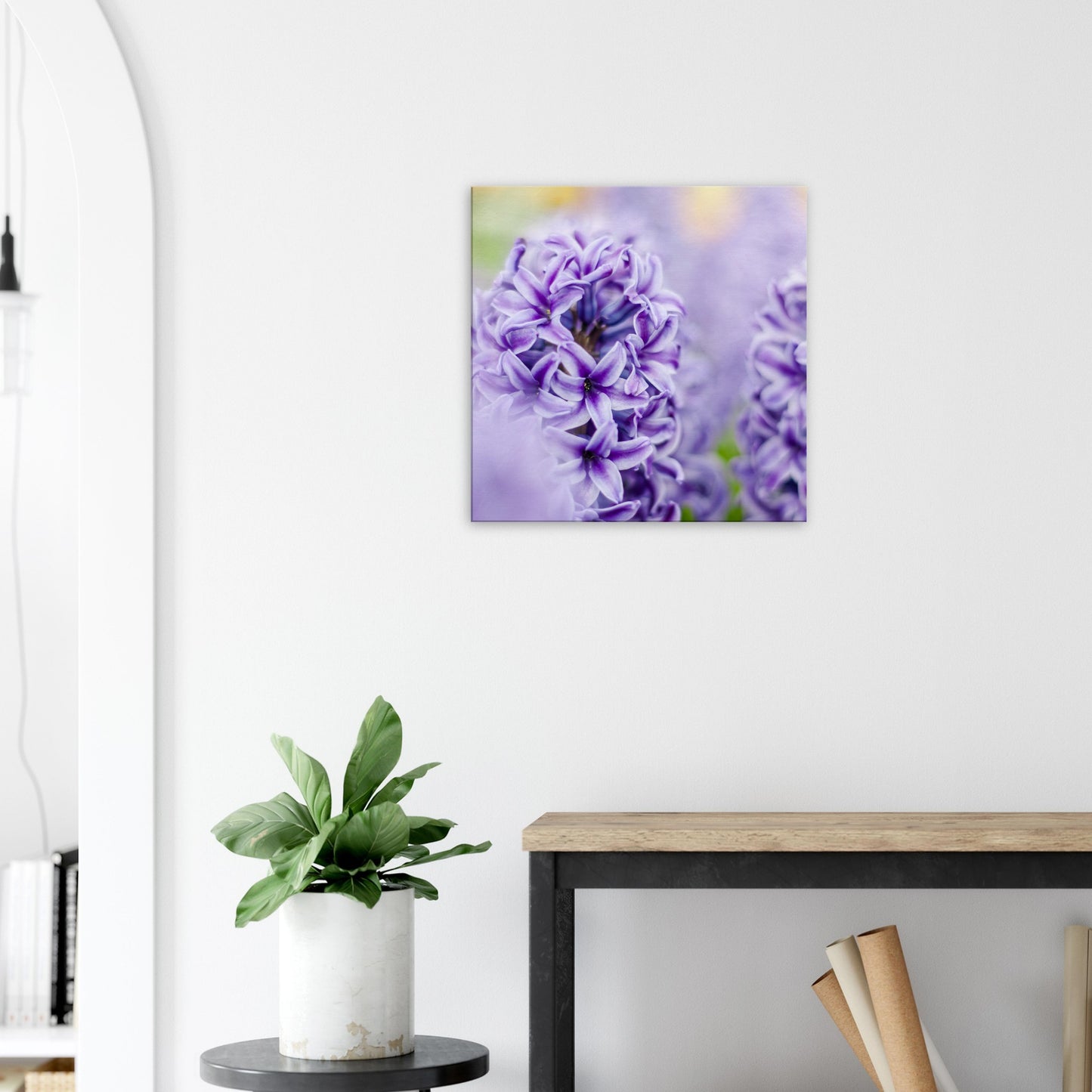 Purple Hyacinth