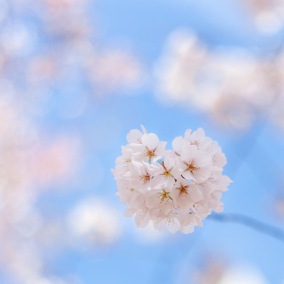 Cherry Blossoms Under Pastel Skies