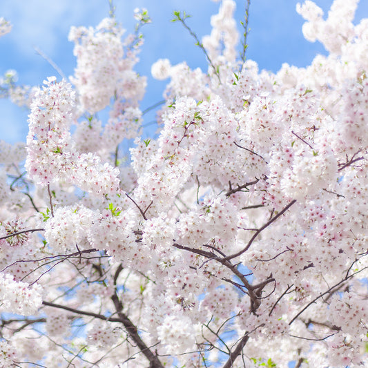 The Cherry Blossom Tree