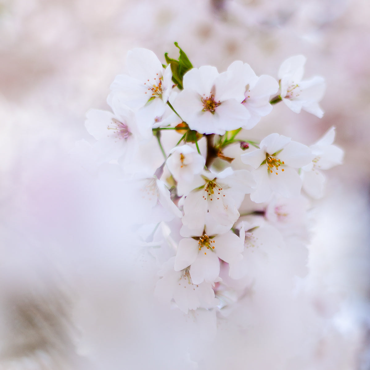 Hidden in Blossoms