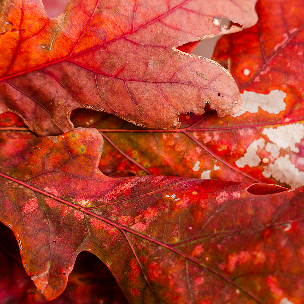 Red Leaf